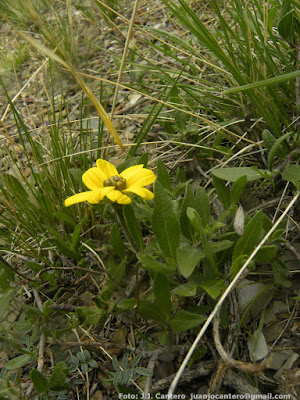 Viscol (Flourensia suffrutescens)