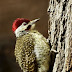 The Bennett's Woodpecker