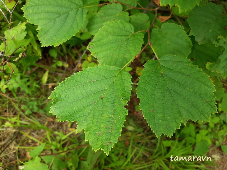 Лещина разнолистная / Орешник разнолистный (Corylus heterophylla)