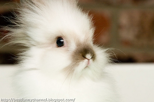 Small fluffy bunny. 