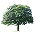 Environmental Support