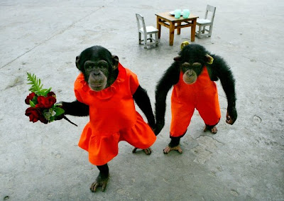 2 Young Chimpanzee in Chongqing (China)