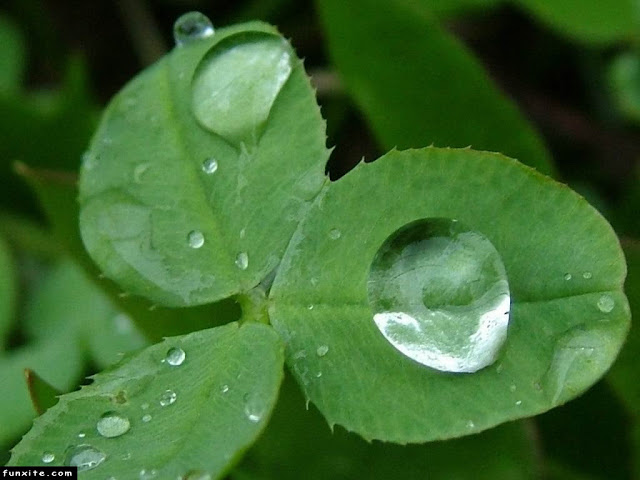 Green Leaves