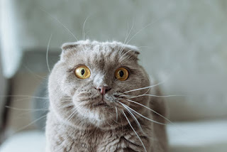 scottish fold cat