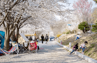 경기도 벚꽃 캠핑장 비봉산