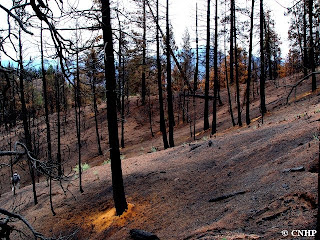 Hayman fire high intensity burn area