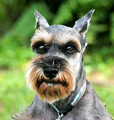 miniature schnauzer pets dog hound haustiere husdjur domaci animals domestics maskotak puppy puppies breeds