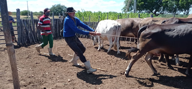 Prefeitura de Caraúbas presta assistência médica veterinária para rebanho de produtores rurais