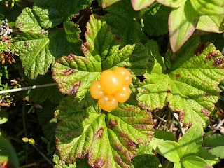 Chicoutai - Rubus chamaemorus - Plaquebière - Chicouté