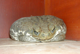 Bufo marinus toad, La Ceiba, Honduras