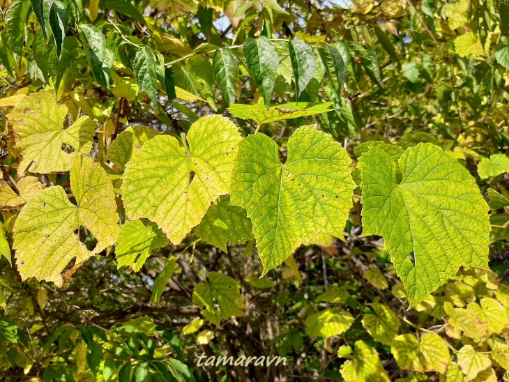 Виноград амурский (Vitis amurensis)