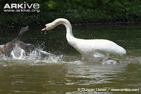 swan fight with goose