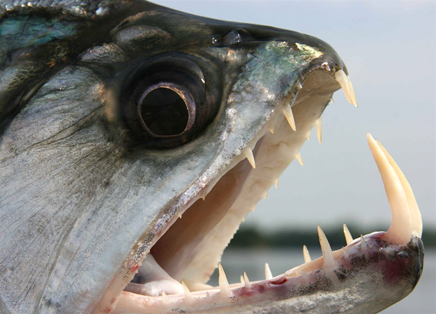 goliath tiger fish river monsters. River is home to some of the