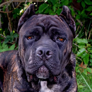 Cane Corso Italiano