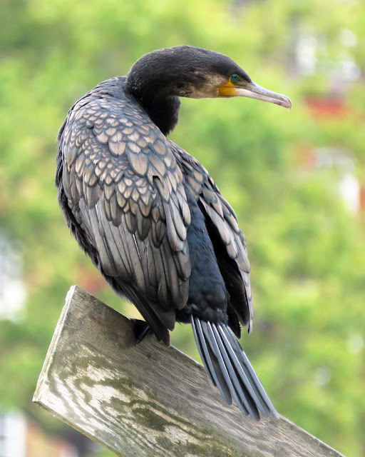 Cormorant by the Thames, Battersea Park, London