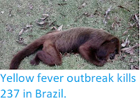 http://sciencythoughts.blogspot.com/2018/03/yellow-fever-outbreak-kills-237-in.html