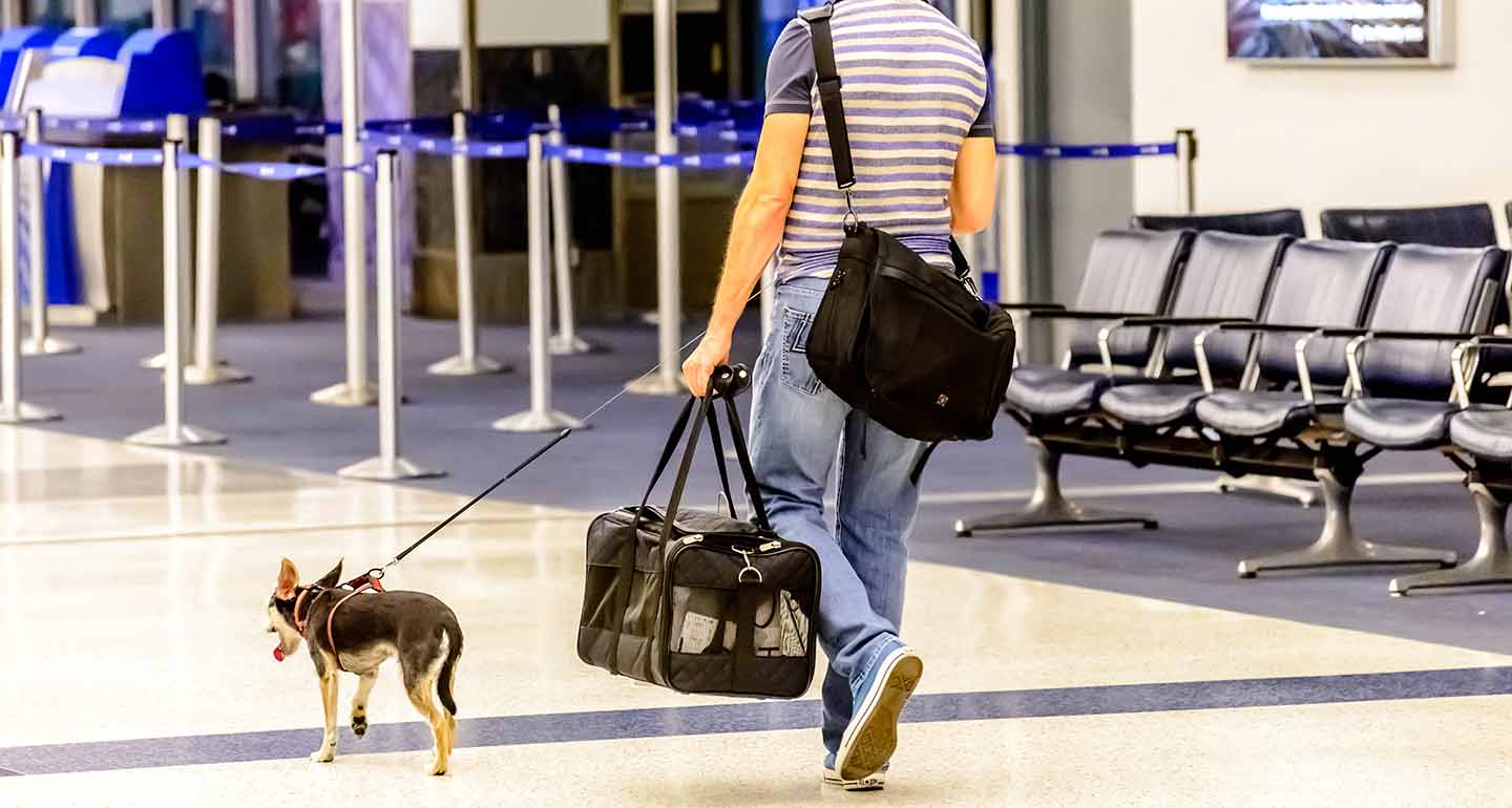 Delta Airlines’ Pet Policy