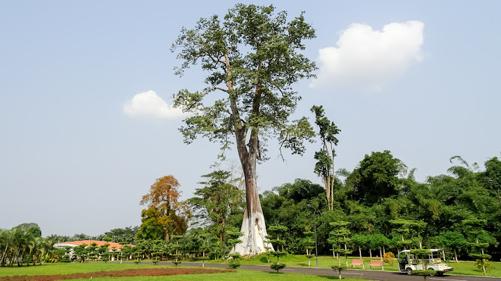 The tallest Ceiba tree in Malabo