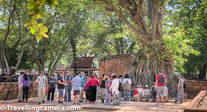 It will be hard to believe that anybody visiting Ayutthaya would miss this place to explore. From the space and size of the tree and by looking at the photograph you can make out the size of this Buddha face. It's not a huge Buddha head, if I have to compare with various sized Buddha heads we saw in Thailand and Cambodia. Folks sitting in above photographs are trying to click the Buddha head in the tree and it's clear from the photograph that the head is at the bottom of this huge tree in Wat Phra Mahathat, Ayutthaya.     Check out more - The famous ‘Buddha head in the Tree roots’ in Wat Phra Mahathat, Aayutthaya