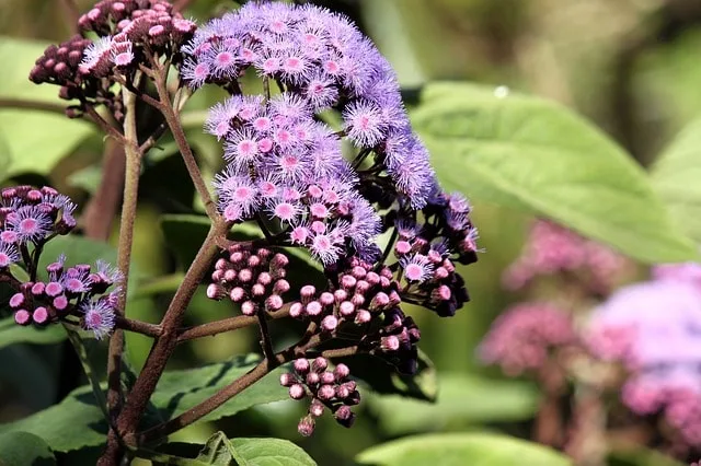 A purple flower at The Royal Botanic Garden