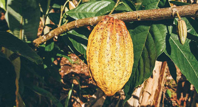 cacao fruit luscious un-roasted chocolate Raaka