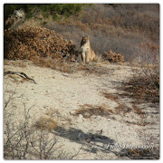 Tomorrow I'll write about my only encounter with a mountain lion while elk .