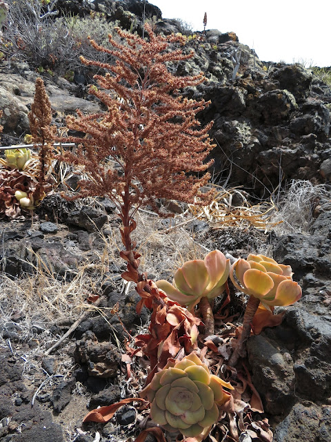 Aeonium x jacobsenii