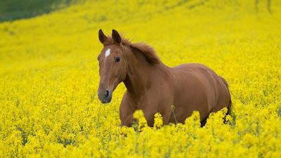 LATEST HORSE HD WALLPAPER FREE DOWNLOAD 30
