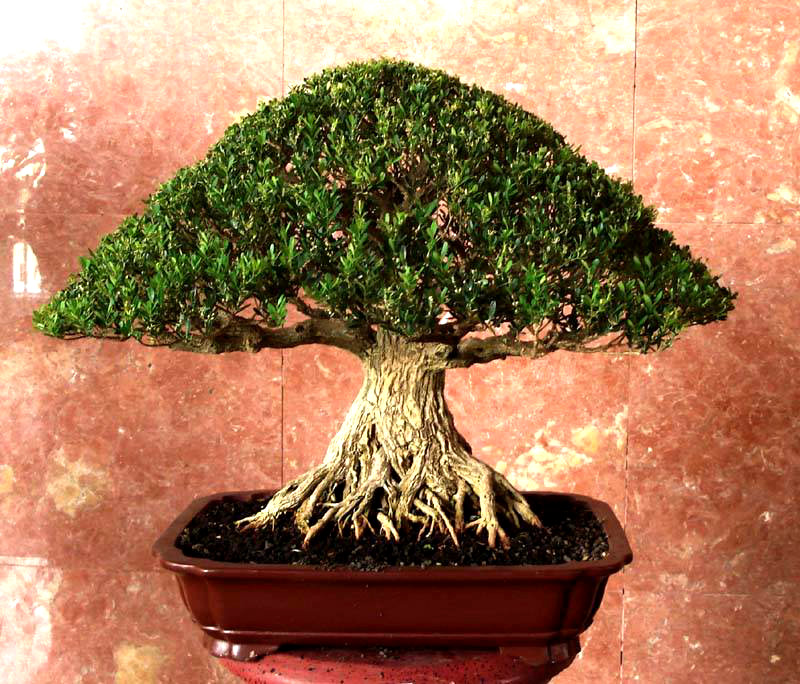 Inspirasi Gambar Bonsai Buxus