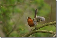 Robin