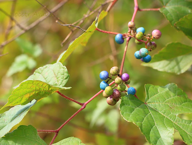 Ampelopsis glandulosa