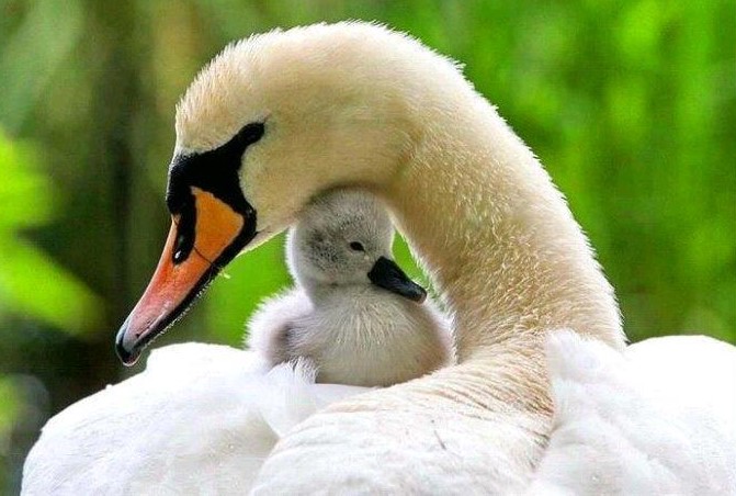 Un cisne cuidando a su polluelo