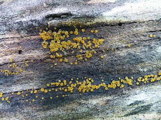 Orbilia xanthostigma - Orbilie jaune d'or - Pézize à points jaunes