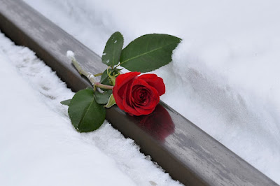 sumber foto : https://pixabay.com/id/photos/mawar-merah-cinta-yang-hilang-salju-3928751/