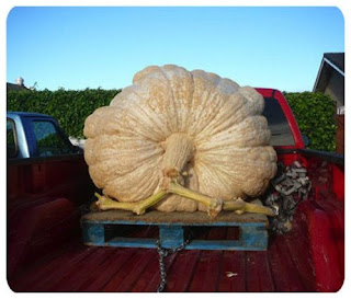 thanks for this rare kind of giant pumpkin or we need a truck to buy that