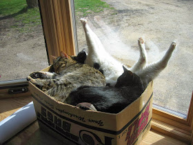 Funny cats - part 85 (40 pics + 10 gifs), a box full of sleeping cats