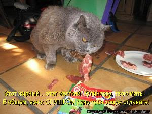 cat does not eat