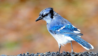 Blue Jay