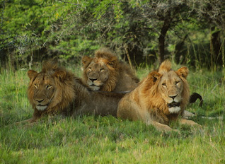 Lion pictures and wallpapers2