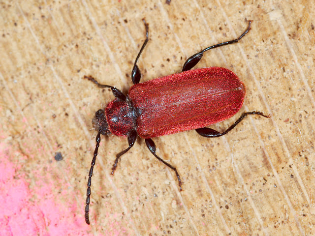 Wildlife Makroaufnahme eines roten Käfers