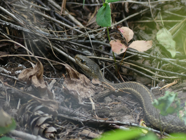 020: brown snake with stripes down the side