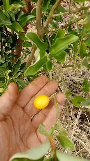Yellow kumquat on the tree