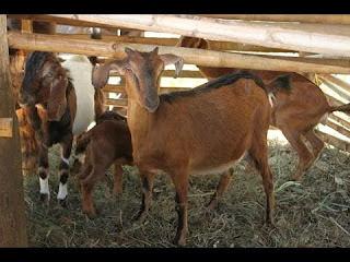 cara ternak kambing