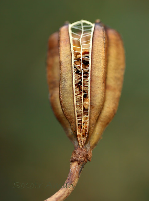 Lilium auratum