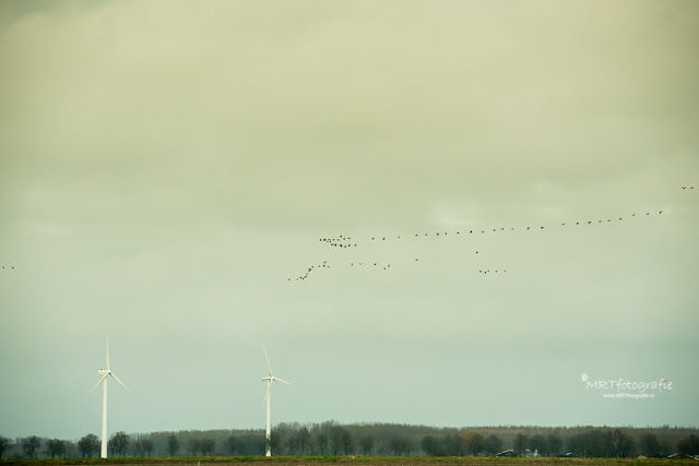 Vogeltrek boven de Oostvaarders Plassen