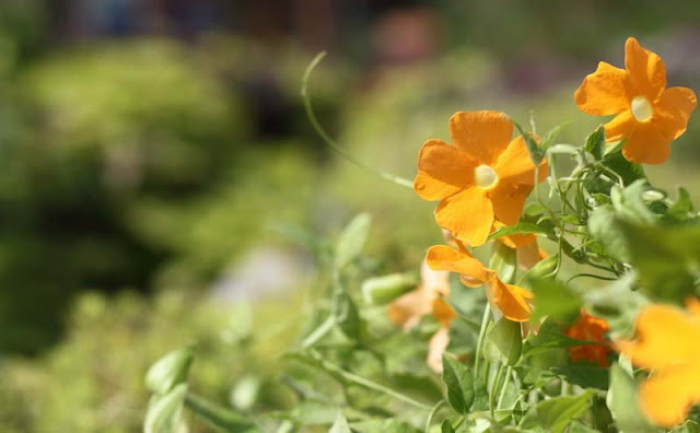 Black-Eyed Susan Vine Flowers Pictures