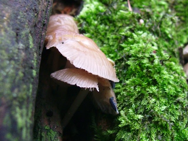 Mycena galericulata