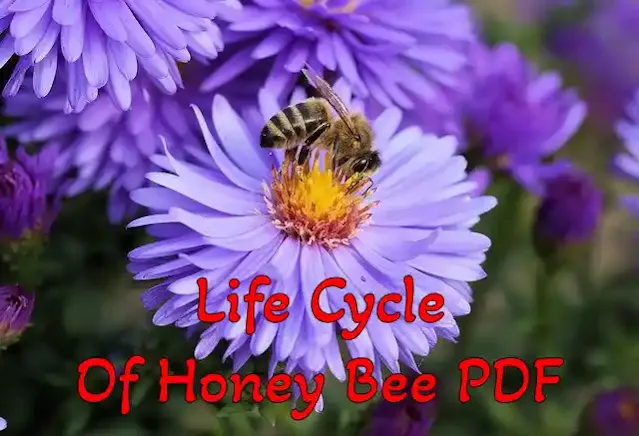 Life Cycle Of Honey Bee PDF Free Download