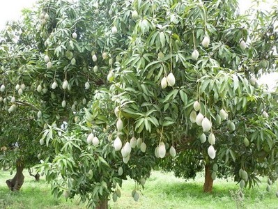 Berbagai Jenis Gambar  Pohon Mangga  Asli dan Kartun  