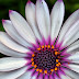 African Daisy